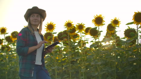 A-biologist-girl-in-a-brown-straw-hat-and-plaid-shirt-is-walking-on-a-field-with-a-lot-of-big-sunflowers-in-summer-day-and-writes-its-properties-to-her-ipad-for-scientific-article.